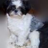 Imperial Shih Tzu female - 6 lbs - 14 months - blue & white - shipping available