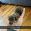 Wired hair Dachshund puppies (doxins) for sale