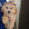 Toy poodle looking for new home