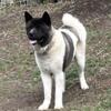 Akita 11 month old for sale