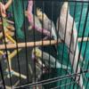 Beautiful Pied cockatiels for sale $80.00 each