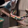 Quaker parrot breeding pairs 