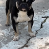Tri Frenchie Stud Available