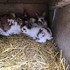 Baby bunnies rabbits