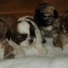 Available shih tzu puppies