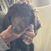 Standard Poodle Puppies!