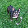 French Bulldog Coco Merle carry Blue for Stud