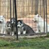 4 beautiful Siberian Husky Puppies