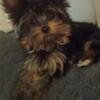 Yorkie female 4 months old