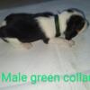 Male beagle  born 4/20 available 6/1