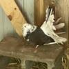 Beautiful female Fantail pigeon