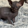 Sphynx kitten female looking for a home