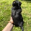 MALE YORKIPOO PUPPY FOR SALE - BENJI