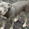 American bully xl looking for new home
