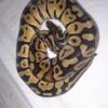 Male ball python for sale