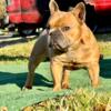 French Bulldog, Bonnie & Clydes OG, open for stud, frenchie stud