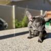 French bull dog puppies
