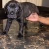 Cane corso puppies for sale Champion bloodline import bloodlines