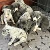 Great Dane Puppies in Indiana