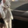 White Turkish angora flame pointe siamese mix kittens