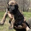 AKC Great Dane Brindle Puppies PRICE REDUCED