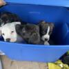 Pitbull/American bully puppies for sale Toronto ready for furever home