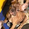 Brindle French Bulldogs
