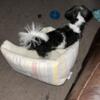 Shihpoo for rehoming 7 months old