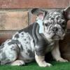 $1,900 Blue Tan Merle Sam - beautiful French Bulldog puppy for sale.