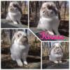 Fully Pedigreed Proven Holland Lop Doe and buck