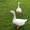Chinese Geese trained to come and currently laying large eggs