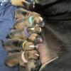 Clean exotic bully puppies