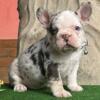 Pongo French Bulldog male puppy for sale. $1,900