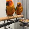 2 sweet sun conures 5 months old