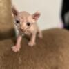 Sphynx elf kitten imported parents from Russia
