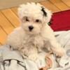 Gracie the super adorable ,loveable  parti yorkipoo