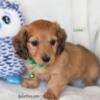 AKC Long-Haired Miniature Dachshund Puppies - Males - Ready to Go May 9th