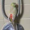 Red pump parakeet looking for a new home