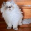 Persian kitten in Florida: for sale red, grey and brown  8 weeks old kittens ready to go now