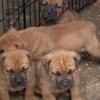 Tosa/Boerboel  mixed very serious dogs serious injuries ONLY