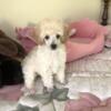 FOR SALE AKC MALE POODLE  PUPPY