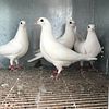 young pigeons