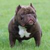 American bully puppy forever home