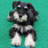 ADORABLE AKC MINIATURE SCHNAUZERS 1 MALE AVAILABLE