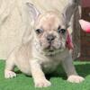 Pia French Bulldog female puppy for sale. $1,900
