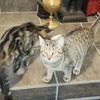 REHOMING  YOUNG ADULT FEMALE CATS.