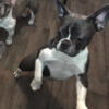 French Bulldog Frenchie FEMALE AKC papers