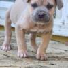 Cane Corso Formentino Male Puppy 9 Weeks Old