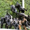 Belgian Malinois AKC , DNA Tested, Military grade ,Malinois puppies