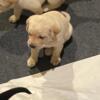 AKC English lab pup for sale
